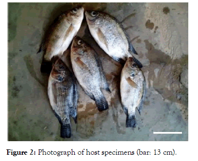 fisheries-and-aquaculture-journal-specimens