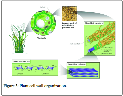 forest-research-Plant-cell