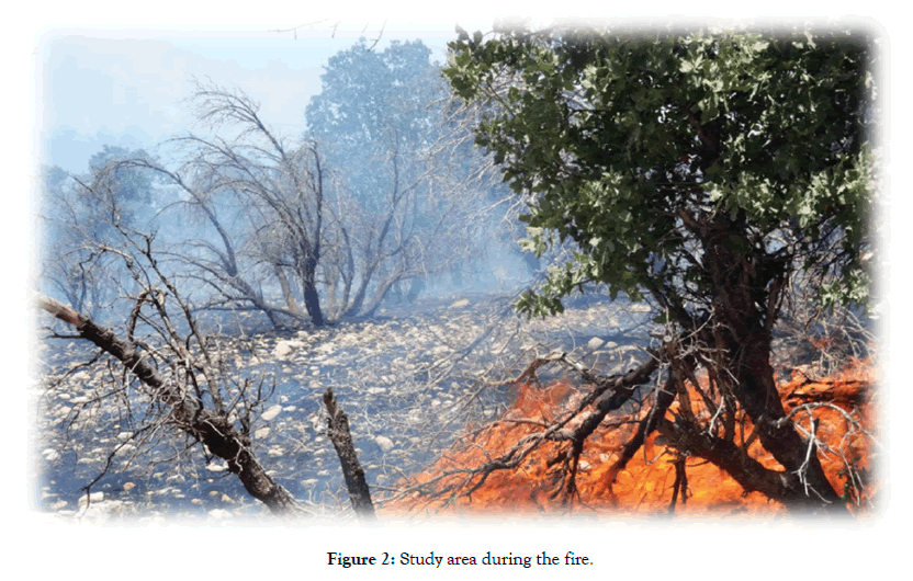 forest-research-during-fire