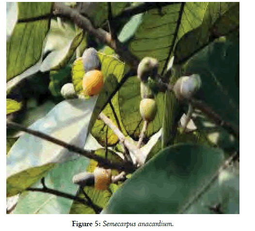 forest-research-open-access-anacardium