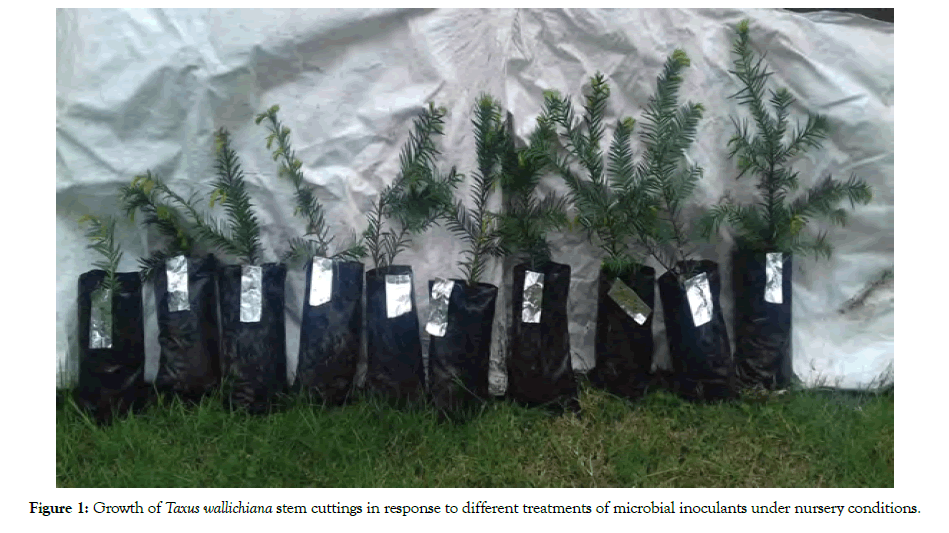 forest-research-open-access-cuttings