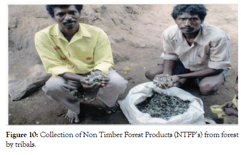 forest-research-open-access-tribals