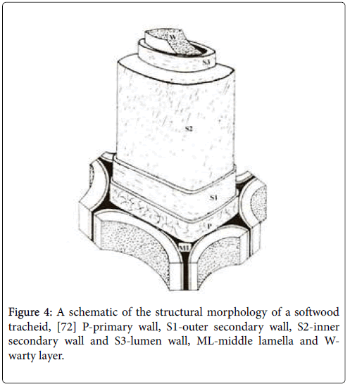 forest-research-structural-morphology