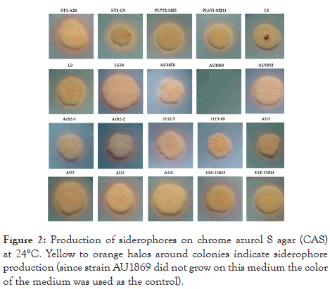 fungal-genomics-biology-siderophore-production