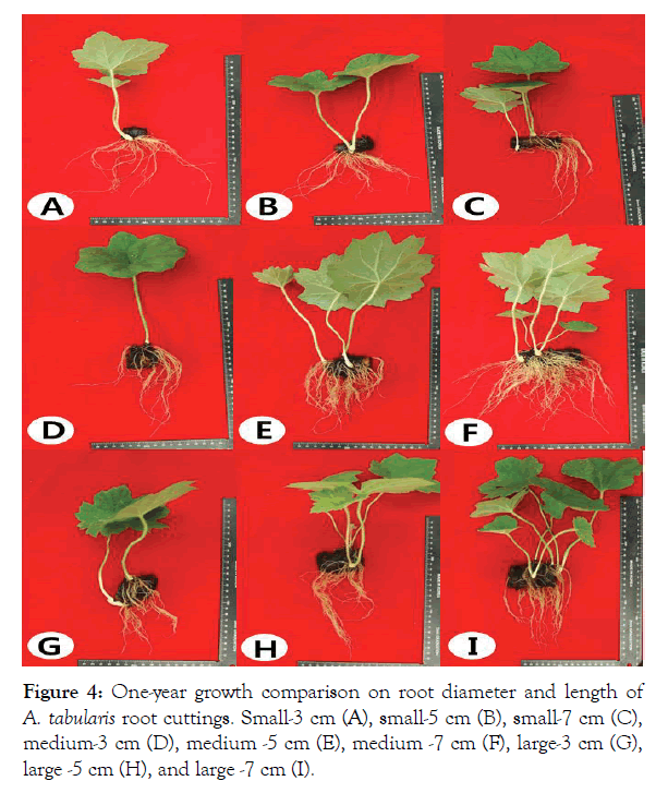 horticulture-growth-comparison