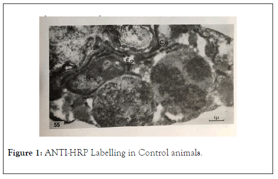 immunogenetics-Labelling