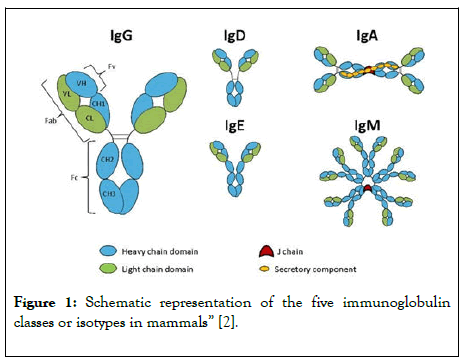 immunome-research-Schematic