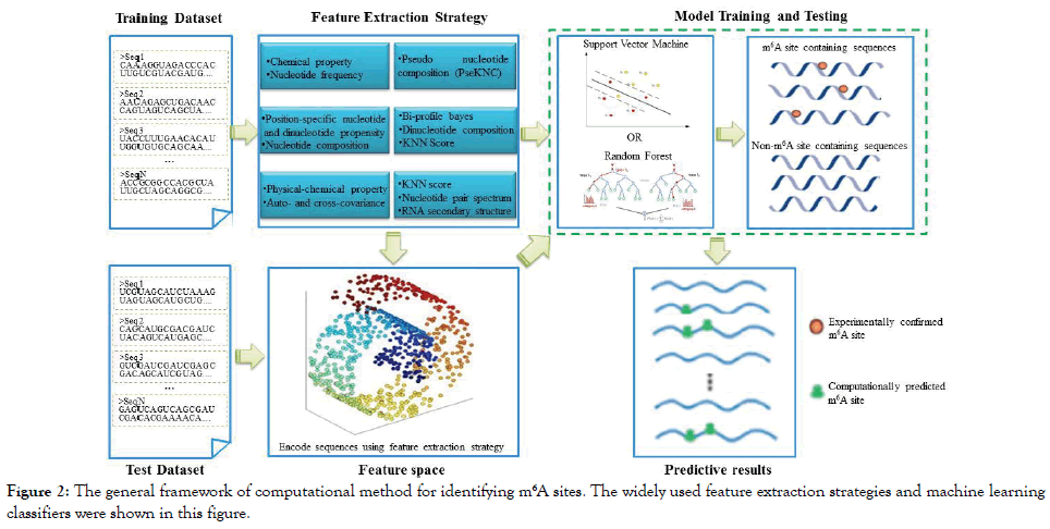 immunome-research-computational