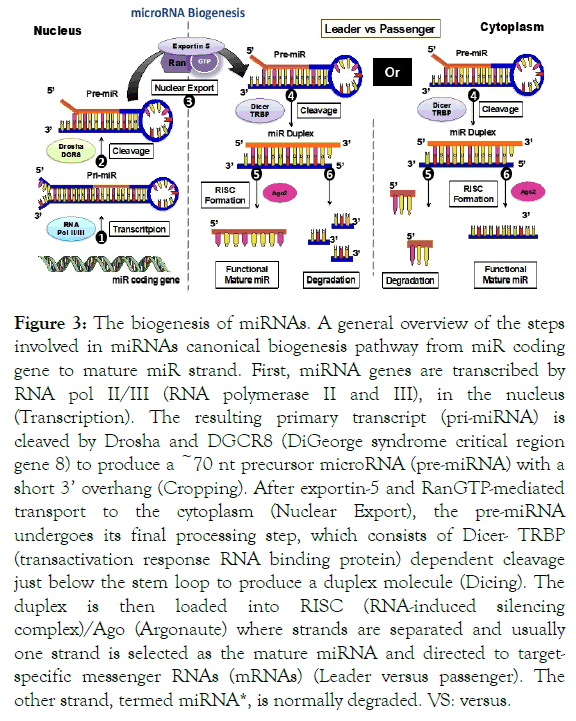 immunome-research-cytoplasm