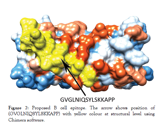 immunome-research-epitope