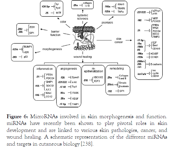 immunome-research-function