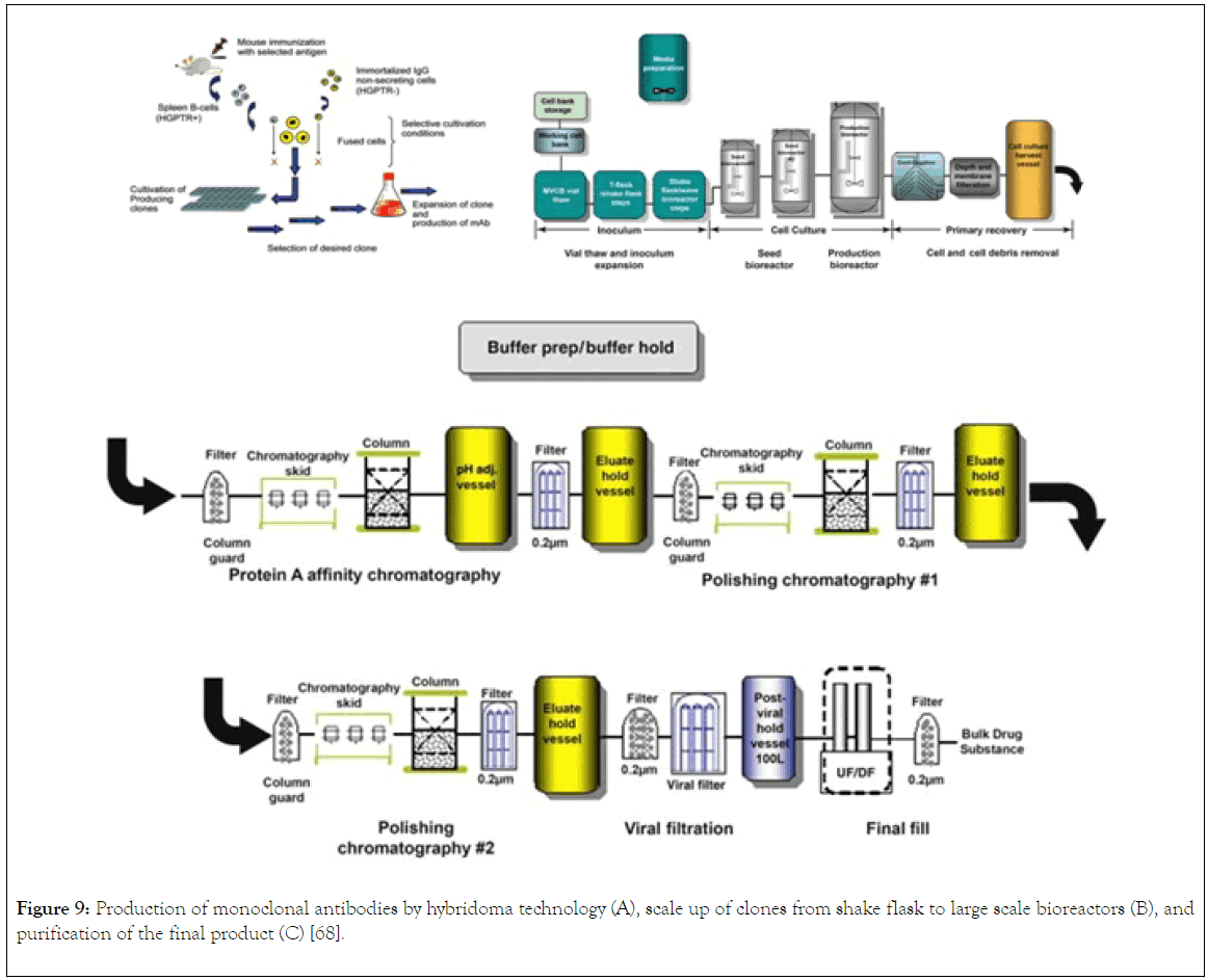 immunome-research-hybridoma