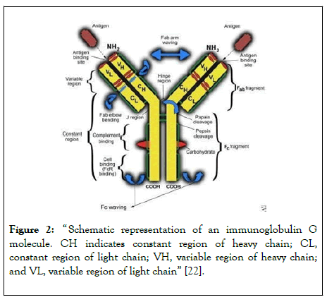 immunome-research-immunoglobulin