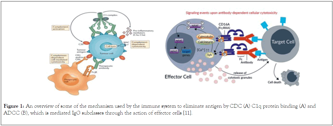 immunome-research-mechanism