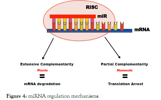 immunome-research-mechanisms