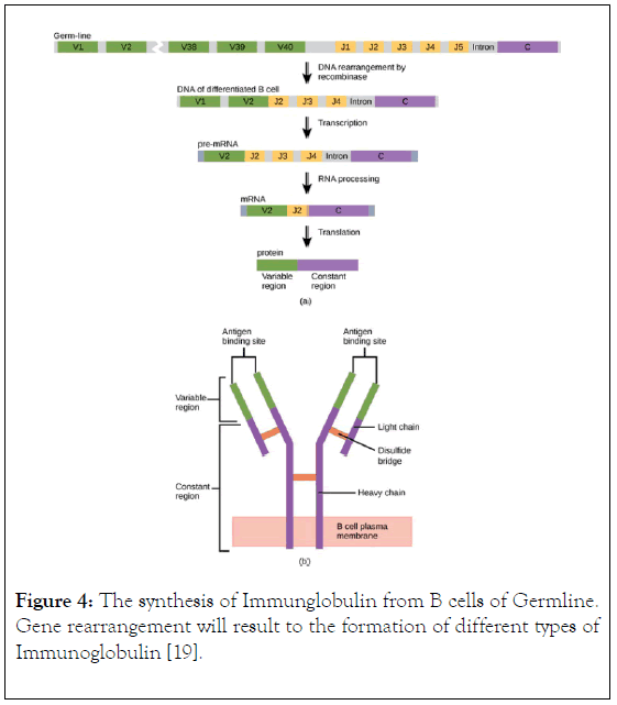 immunome-research-rearrangement