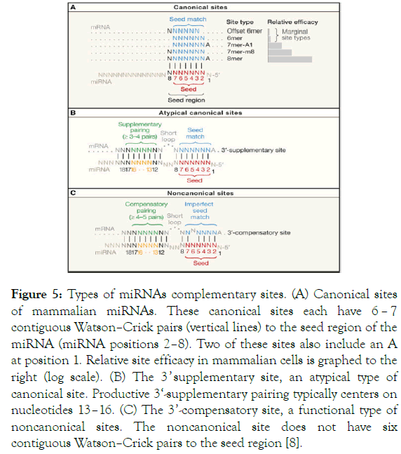 Micrornas In Skin Biology Biogenesis Regulations And Functions In Homeostasis And Diseases Micrornas In Skin Biology Biogenesis Regulations And Functions In Homeostasis And Diseases