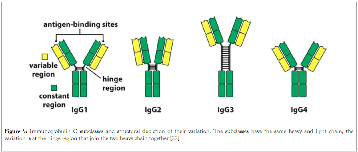 immunome-research-structural