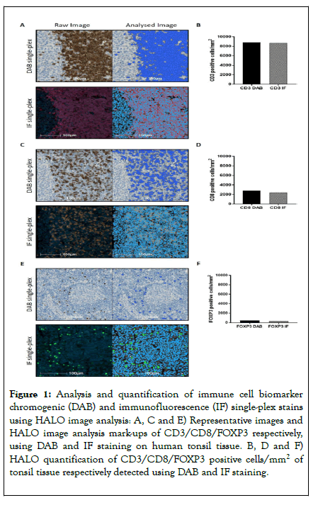 immunotherapy-immune