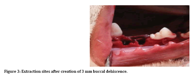 jrmds-dehiscence