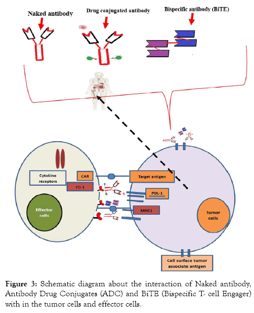 leukemia-interaction