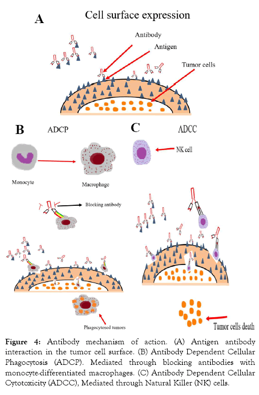 leukemia-monocyte-differentiated