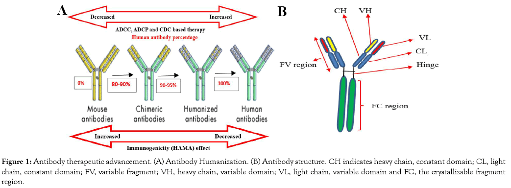 Development Of Therapeutic Antibody Technology And Recent Perspectives For Leukemia Lymphoma Treatment