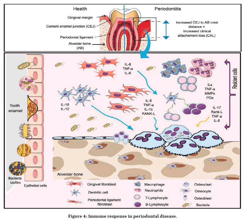 medical-dental-science-Immune-response