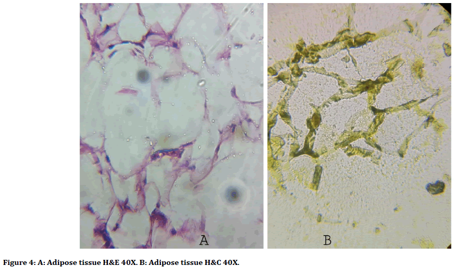 medical-dental-science-adipose-tissue