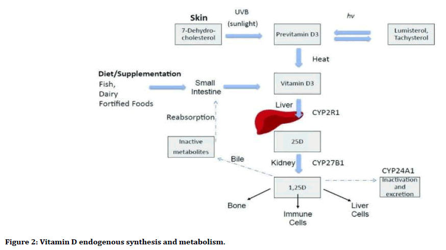 medical-dental-science-endogenous-synthesis