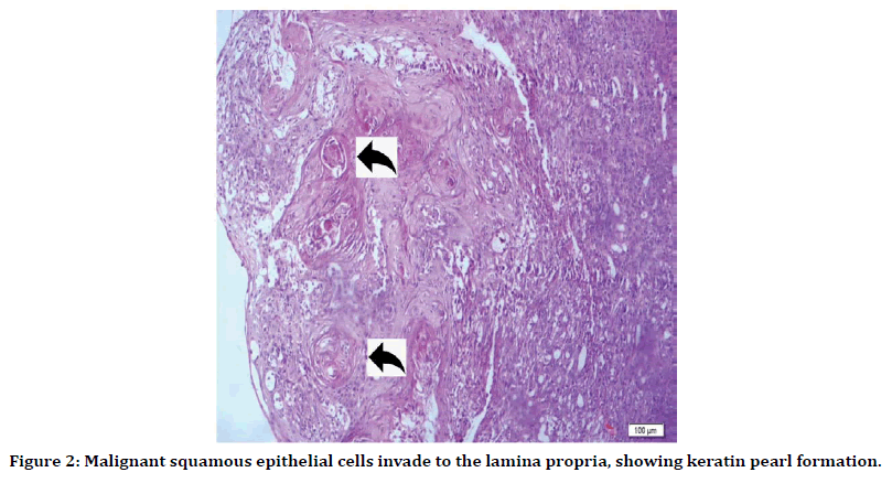 medical-dental-science-epithelial-cells