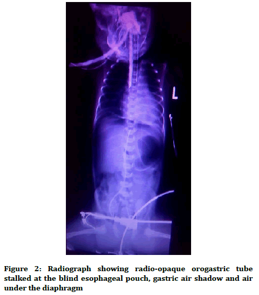 medical-dental-science-radio-opaque