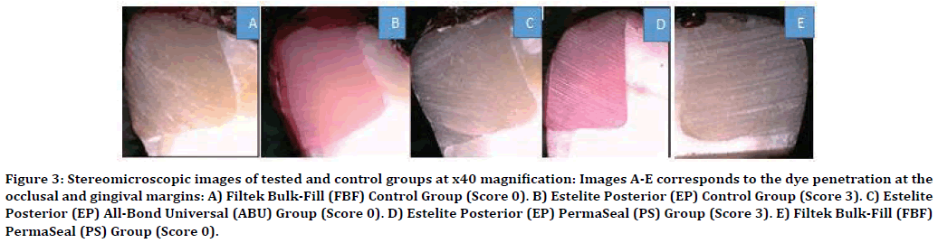 medical-dental-science-stereomicroscopic-images