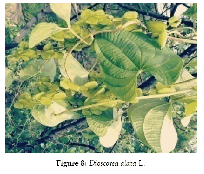 medicinal-aromatic-plants-alata