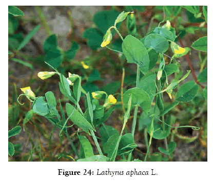 medicinal-aromatic-plants-aphaca