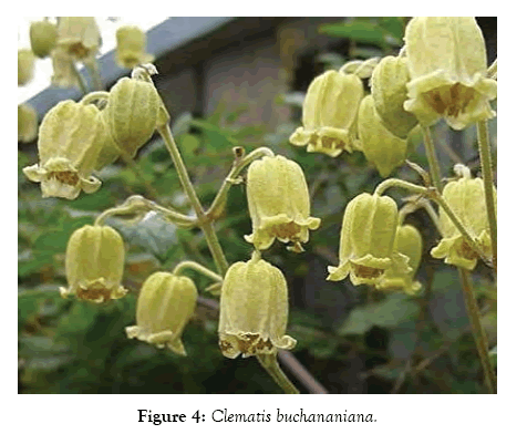 medicinal-aromatic-plants-buchananiana