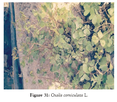 medicinal-aromatic-plants-corniculata