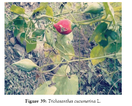 medicinal-aromatic-plants-cucumerina