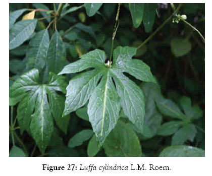 medicinal-aromatic-plants-cylindrica