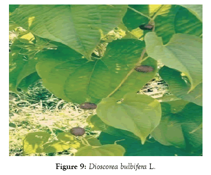 medicinal-aromatic-plants-dioscorea