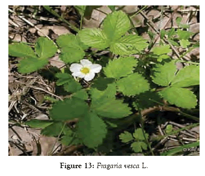 medicinal-aromatic-plants-fragaria-vesca