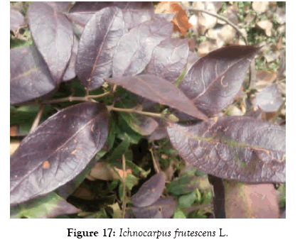 medicinal-aromatic-plants-frutescens