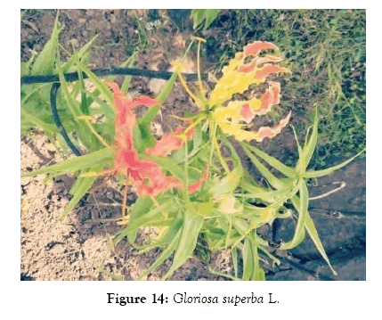 medicinal-aromatic-plants-gloriosa