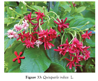 medicinal-aromatic-plants-indica
