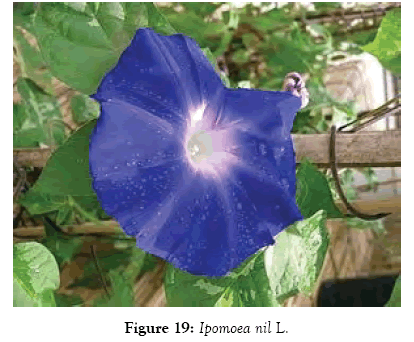 medicinal-aromatic-plants-ipomoea