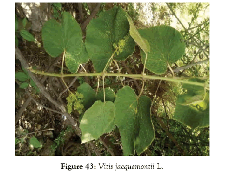 medicinal-aromatic-plants-jacquemontii