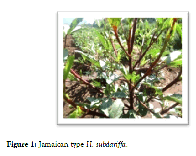 medicinal-aromatic-plants-jamaican-type