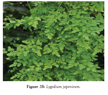 medicinal-aromatic-plants-lygodium