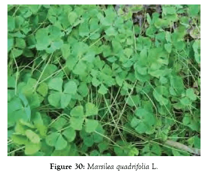 medicinal-aromatic-plants-marsilea