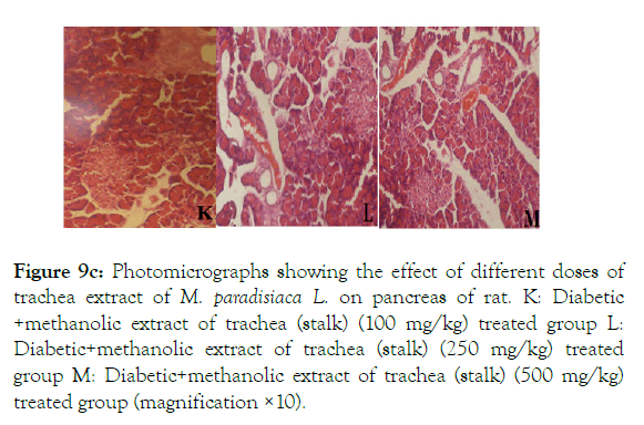 medicinal-aromatic-plants-pancreas